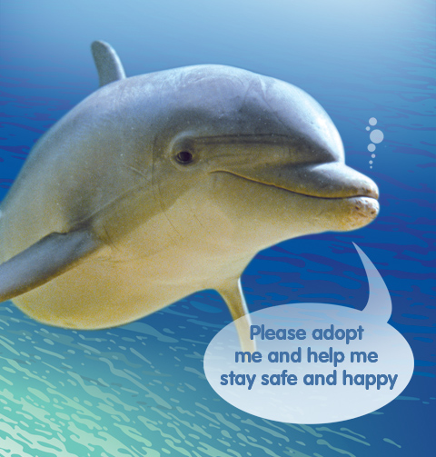 Home_CuteDolphin.jpg