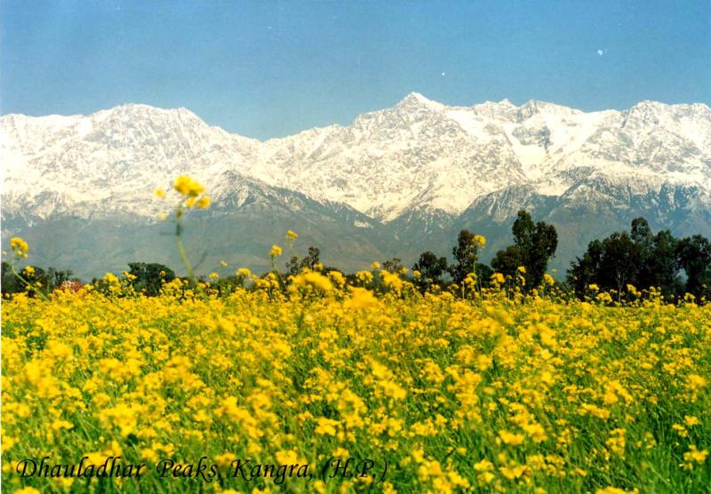 Dhauladhar%20peaks.jpg