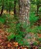 Tennessee National Park