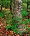 Tennessee National Park