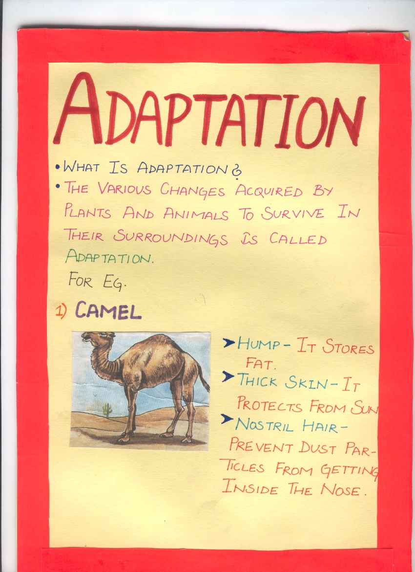 adaptation1.jpg